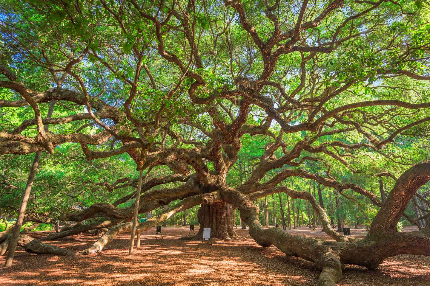 Charleston: Wadmalaw Island Wine Tasting and Tea Garden Trip thumbnail